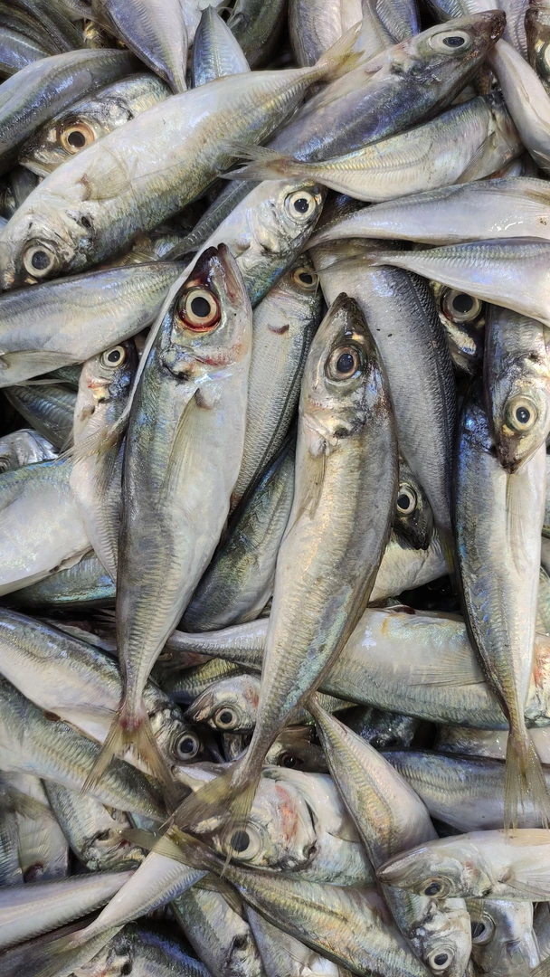 pelagic-fish